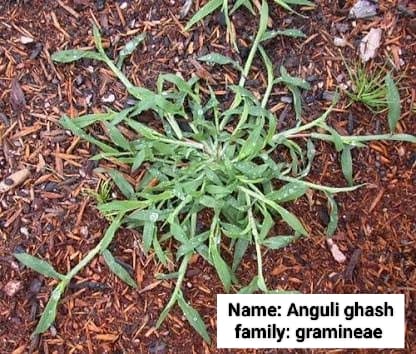 Anguli